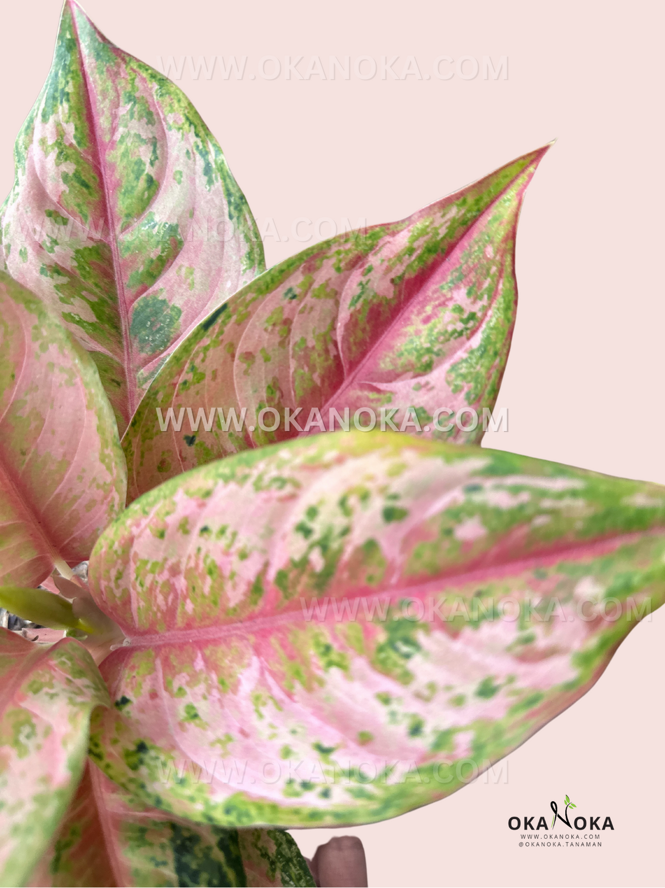 aglaonema first diamond Aglaonema Light of Diamond – Okanoka