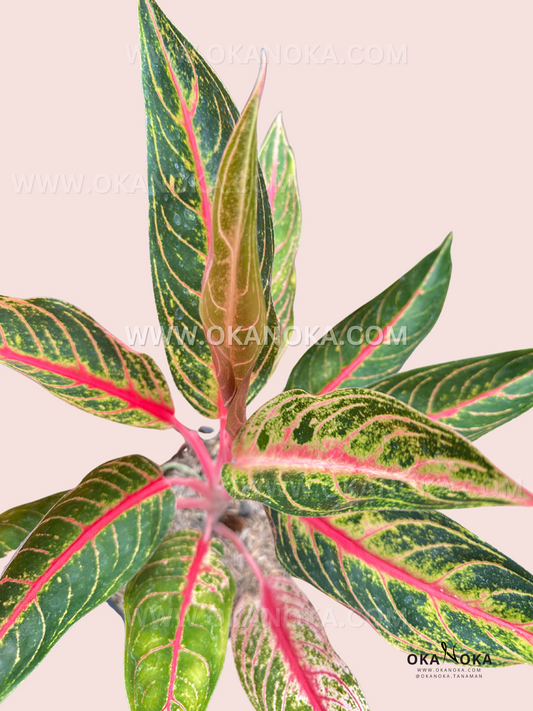 A close-up of Aglaonema Mahardika with deep red and green hues, highlighting its striking venation and leaf texture.