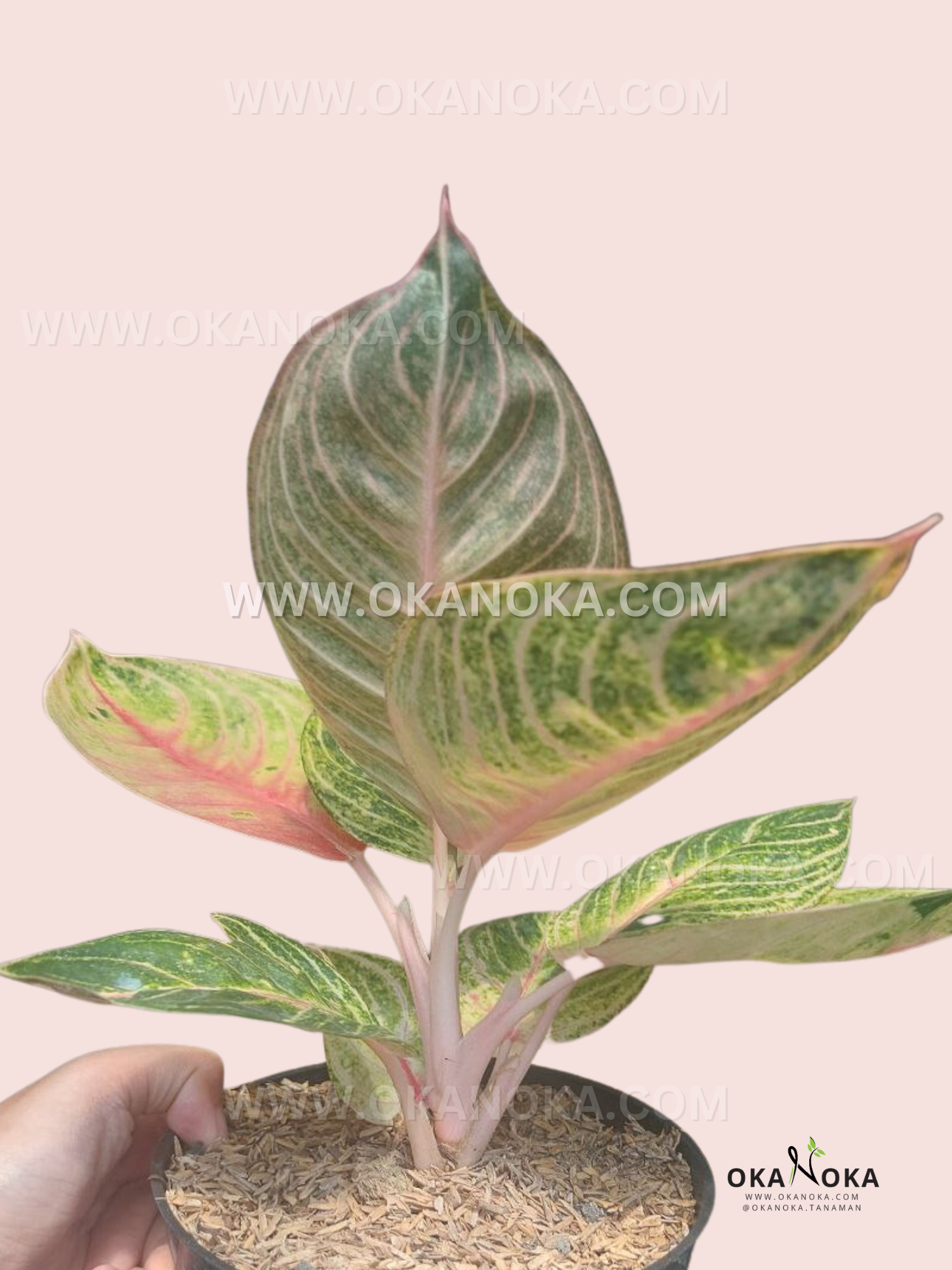 aglaonema moonlight Aglaonema Moonlight