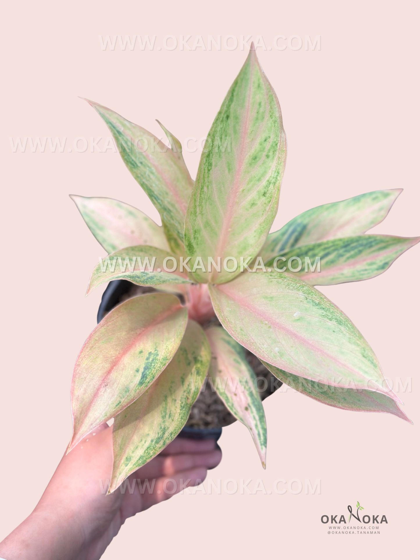 Aglaonema Pamela live plant with glossy green and pink variegated tropical foliage.