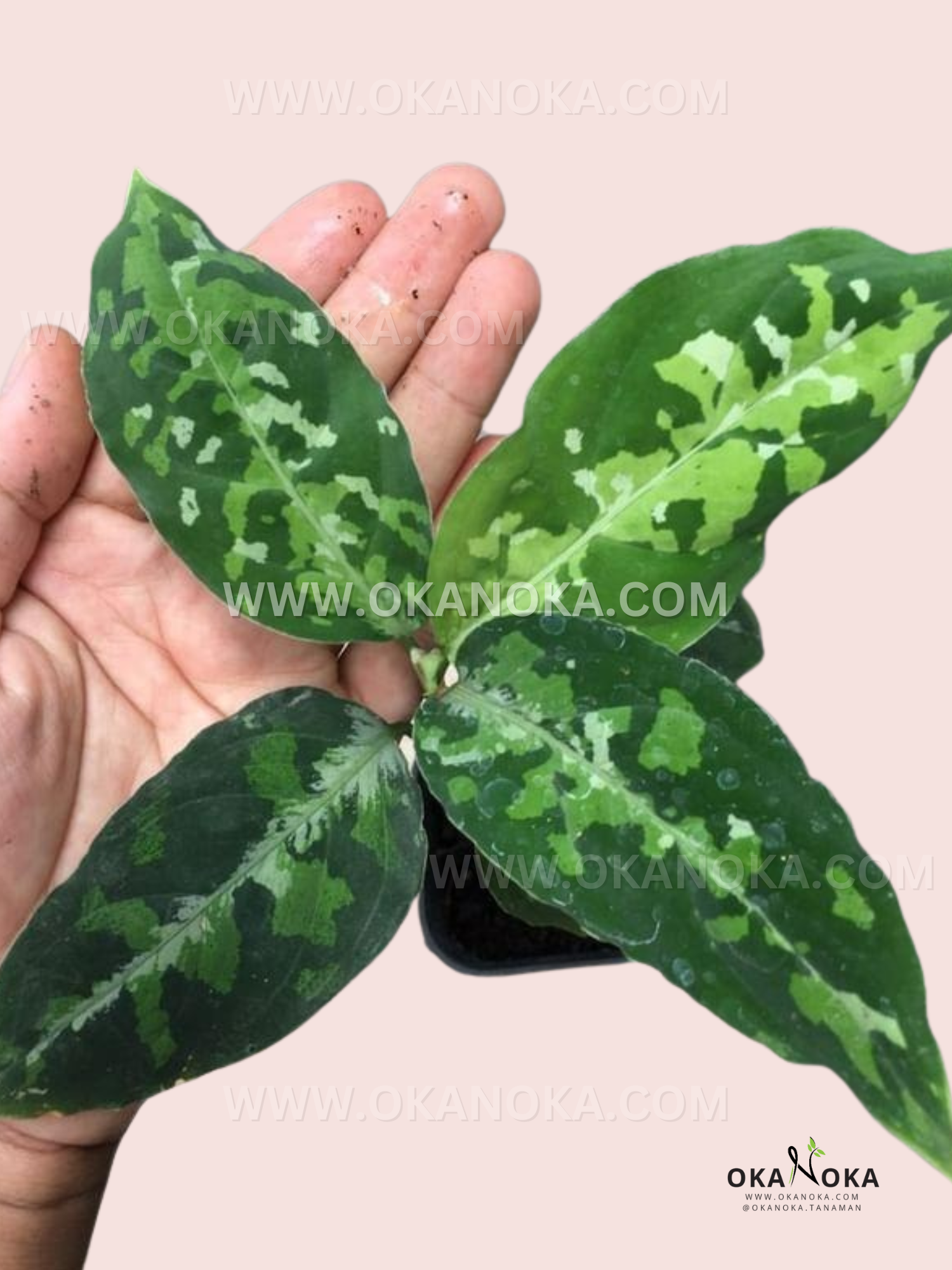 aglaonema commutatum camouflage Aglaonema Pictum Tricolor – Okanoka