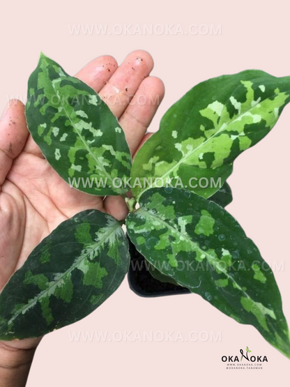 aglaonema pictum tricolor cuidados Aglaonema pictum tricolor – Okanoka