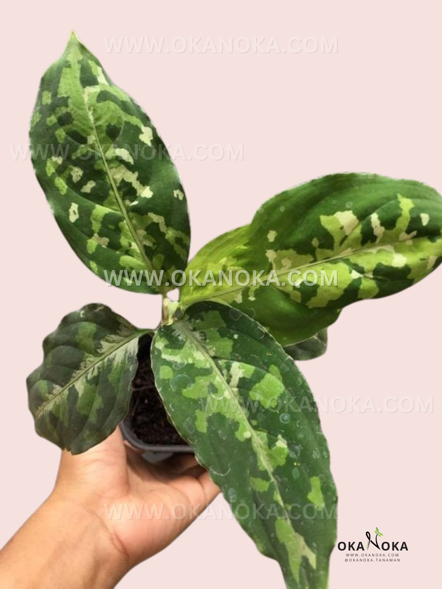 aglaonema pictum tricolor for sale from private owners Aglaonema Pictum Tricolor