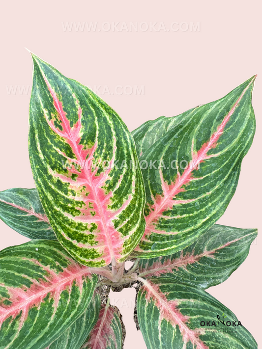 A close-up of Aglaonema Pink Beauty, showcasing its intricate green and pink foliage with prominent venation against a soft pastel background.