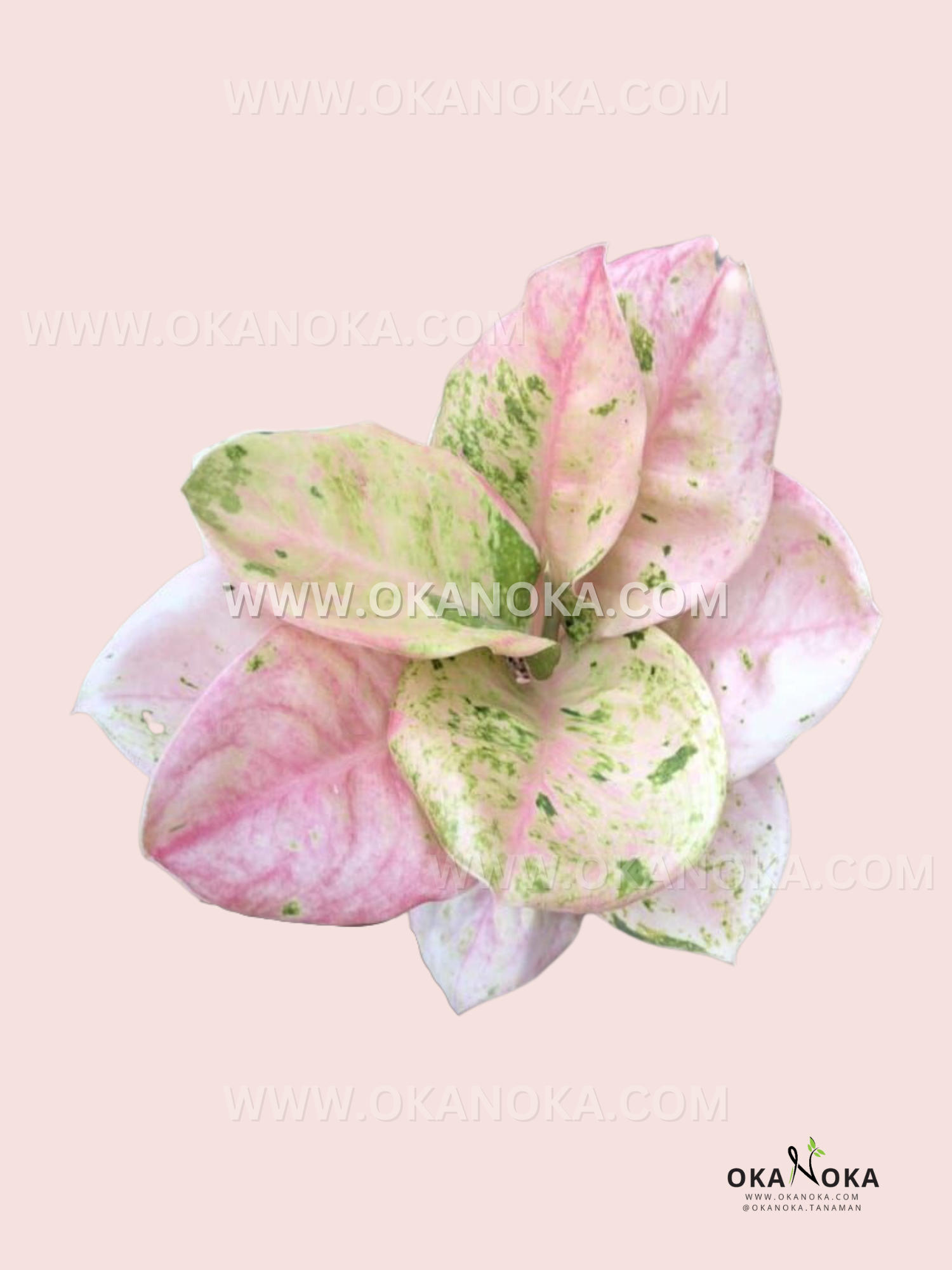 aglaonema roxy pink Aglaonema Pink Emerald – Okanoka