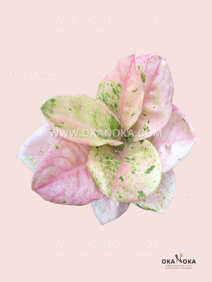 Aglaonema Pink Emerald