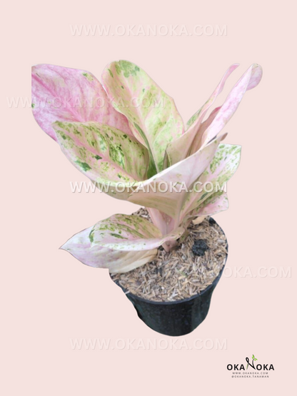 Aglaonema Pink Emerald