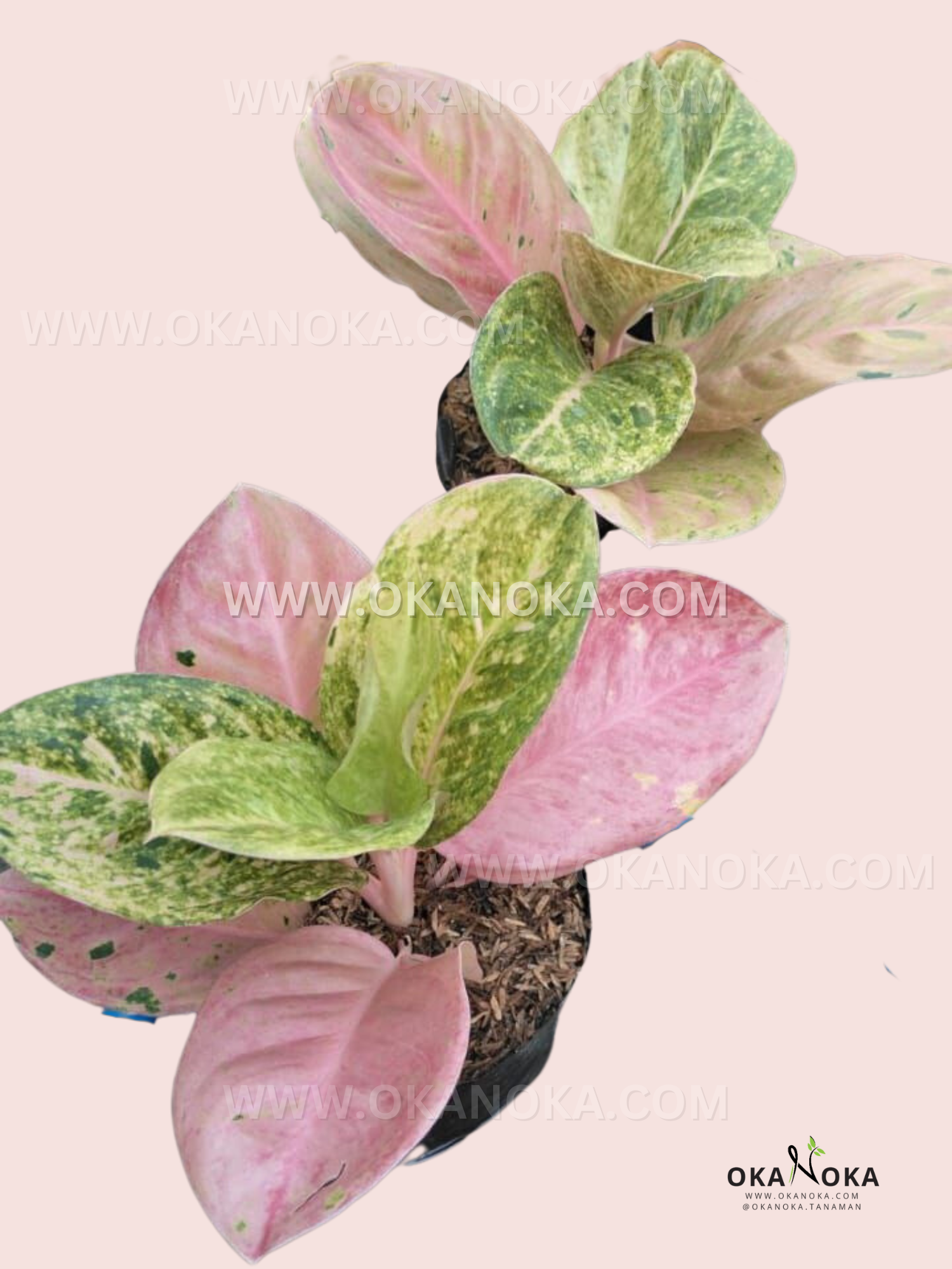 green emerald aglaonema Aglaonema Emerald Pink variegated *Preorder* (6624P:G) Acclimated (In-Stock)