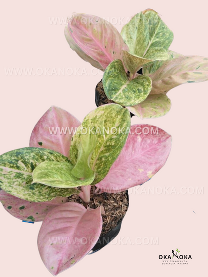 Aglaonema Pink Emerald