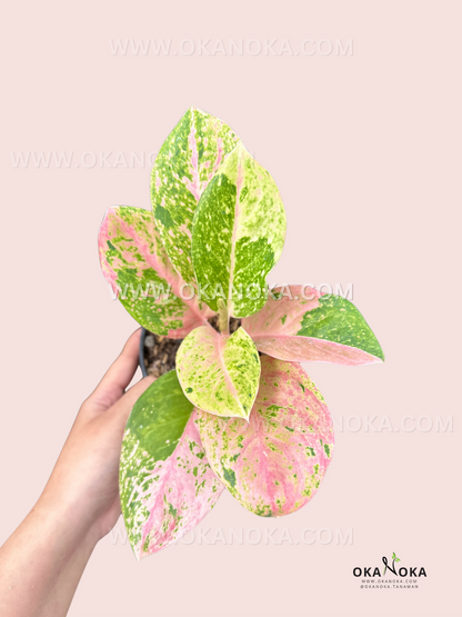 Aglaonema Pink Emerald