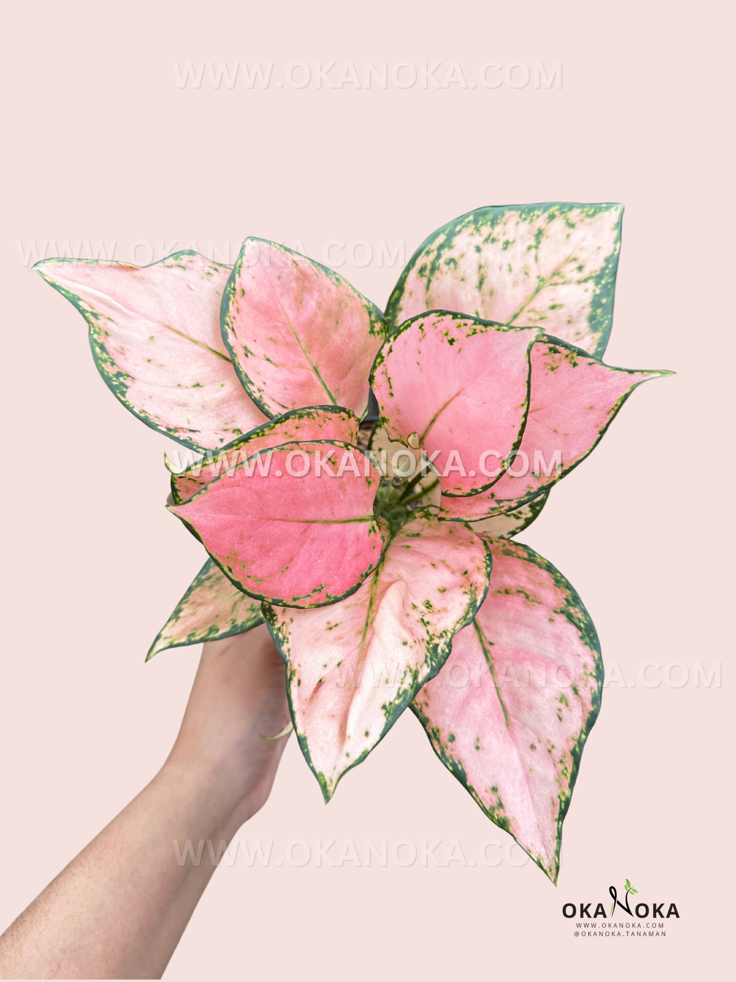 aglaonema jili pink Aglaonema Pink Yulia