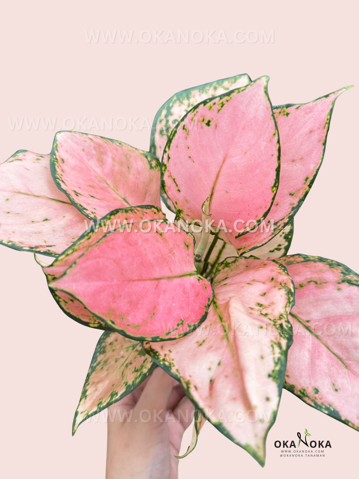 aglaonema pink allusion Aglaonema Pink Yulia – Okanoka