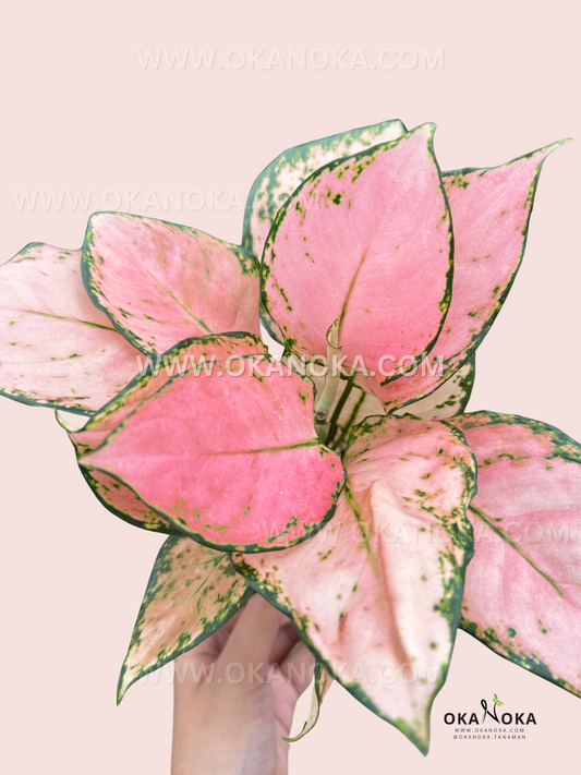 A full view of Aglaonema Pink Yulia, displaying its lush, pastel pink leaves with rich green variegation along the edges.