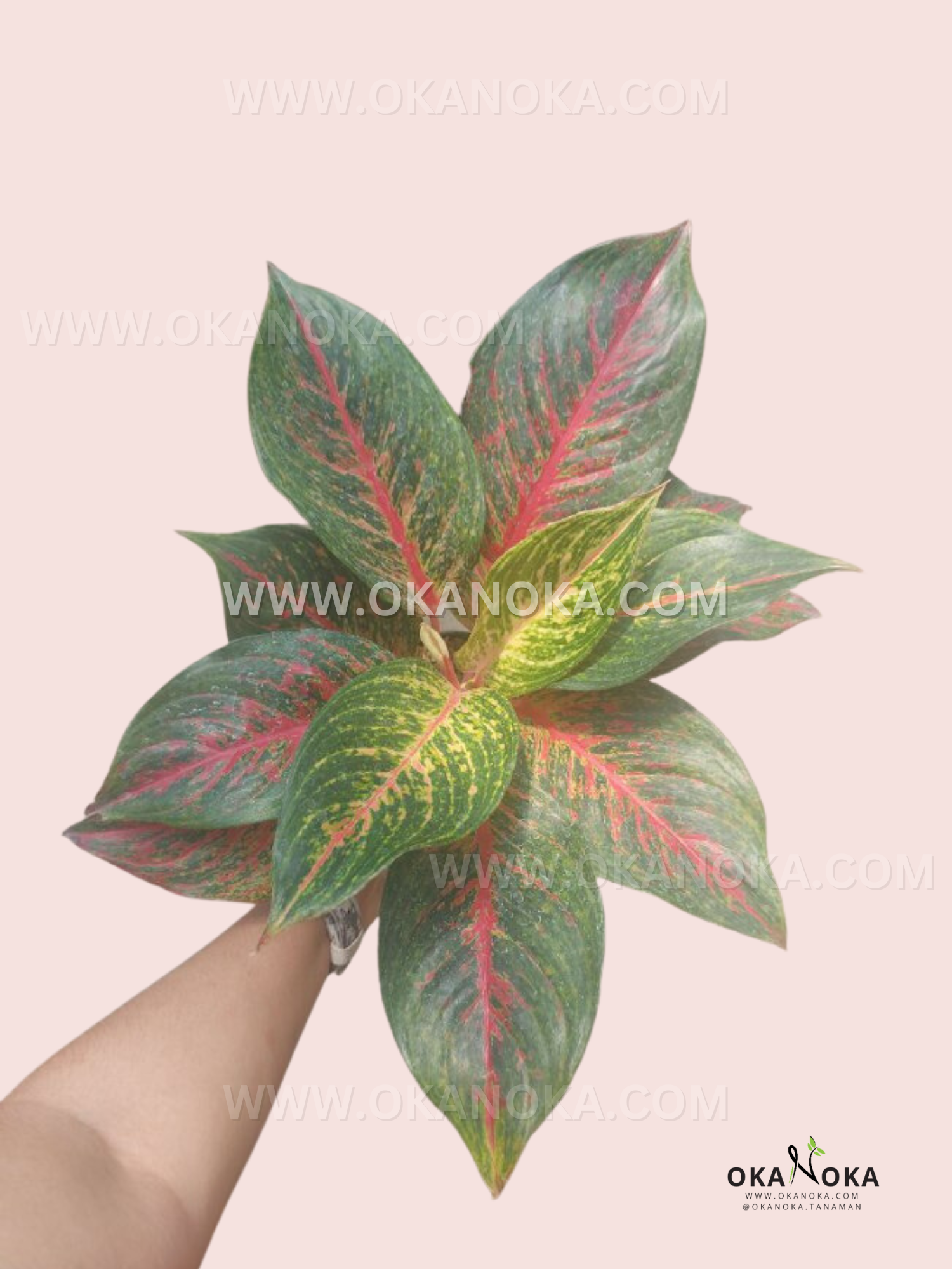planta aglaonema roja Aglaonema Roja Anita