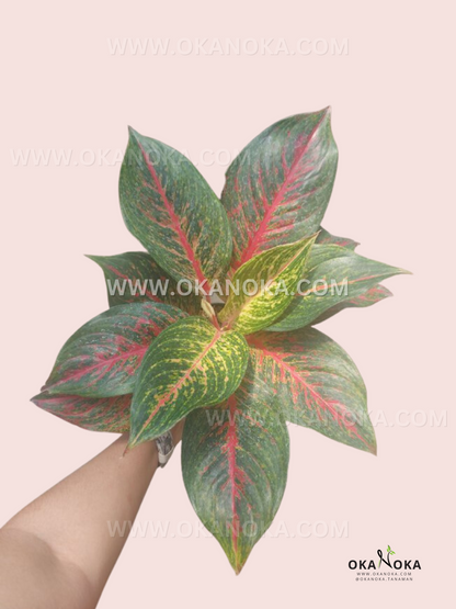 Aglaonema Red Anita