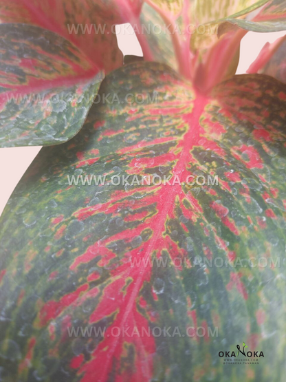 Aglaonema Red Anita