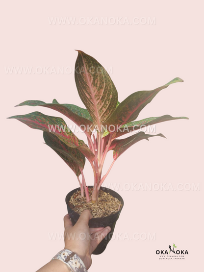 Aglaonema Red Anita