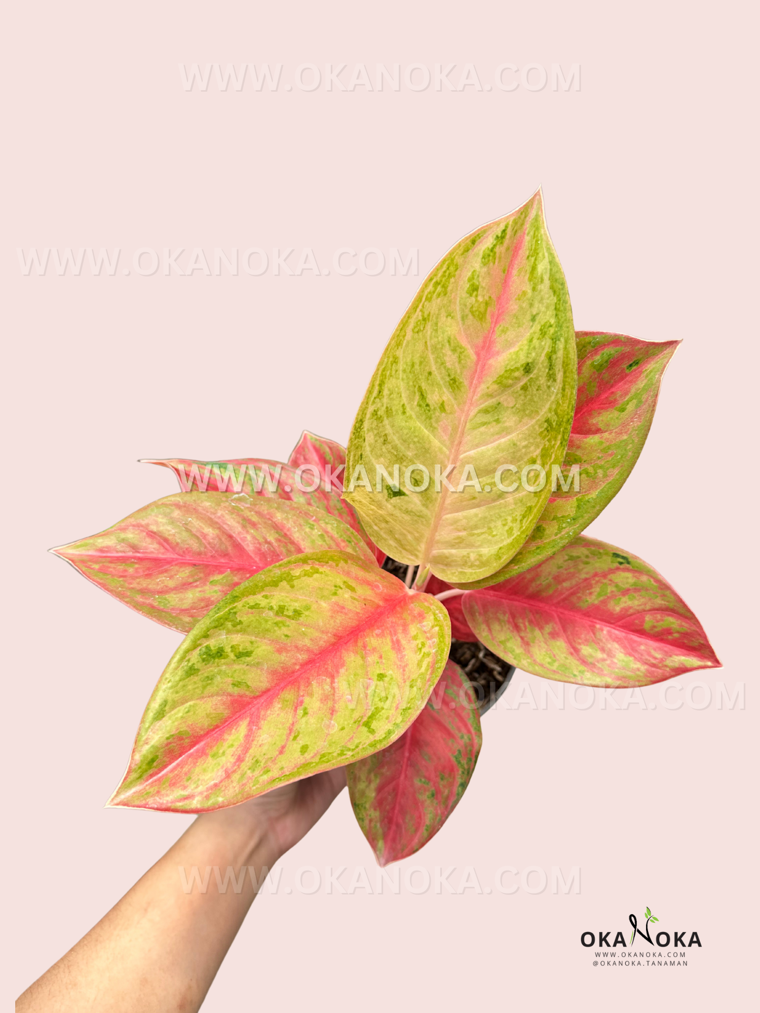 Aglaonema Red Exotic – Okanoka