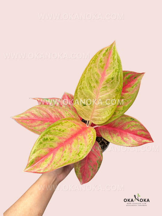 A full top-down view of Aglaonema Red Exotic, highlighting its vivid green and red foliage with elegant, lance-shaped leaves.