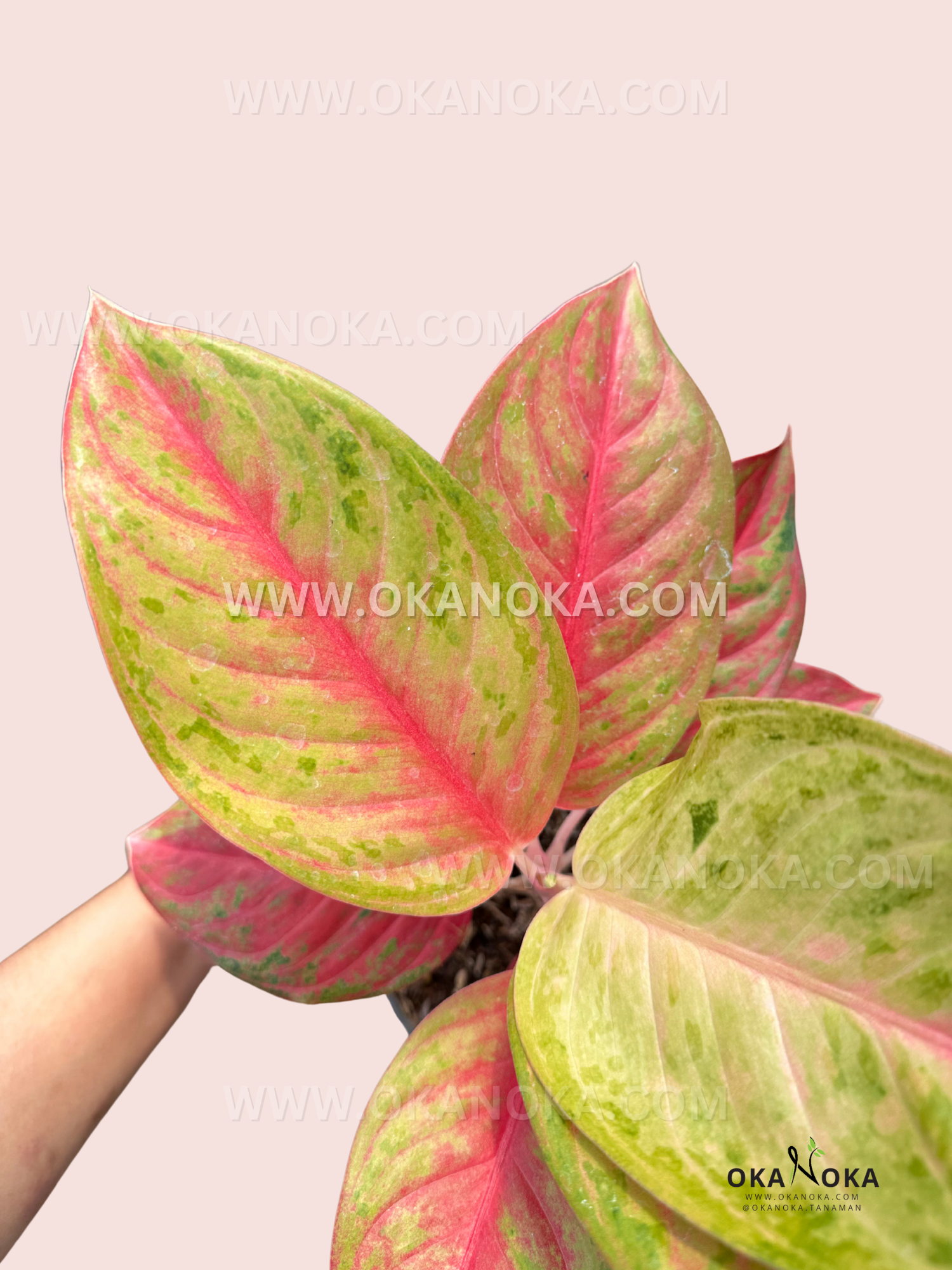 aglaonema for sale philippines Aglaonema Red Exotic