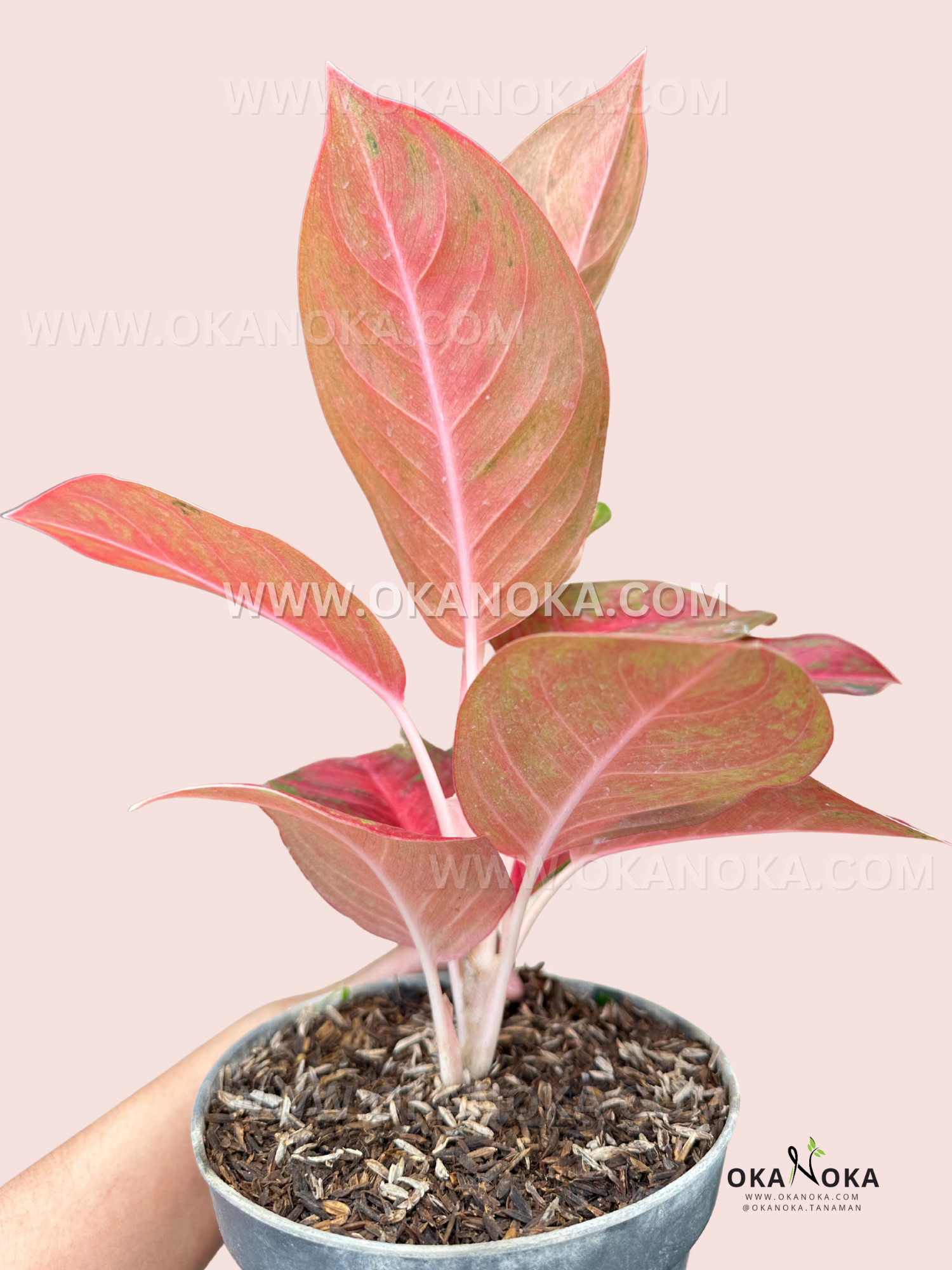 aglaonema exotic Aglaonema Red Exotic
