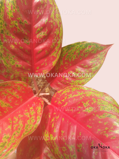 Aglaonema Red Regency