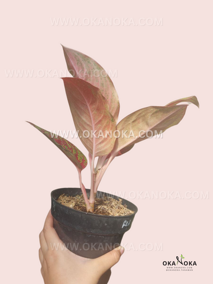 Aglaonema Red Regency