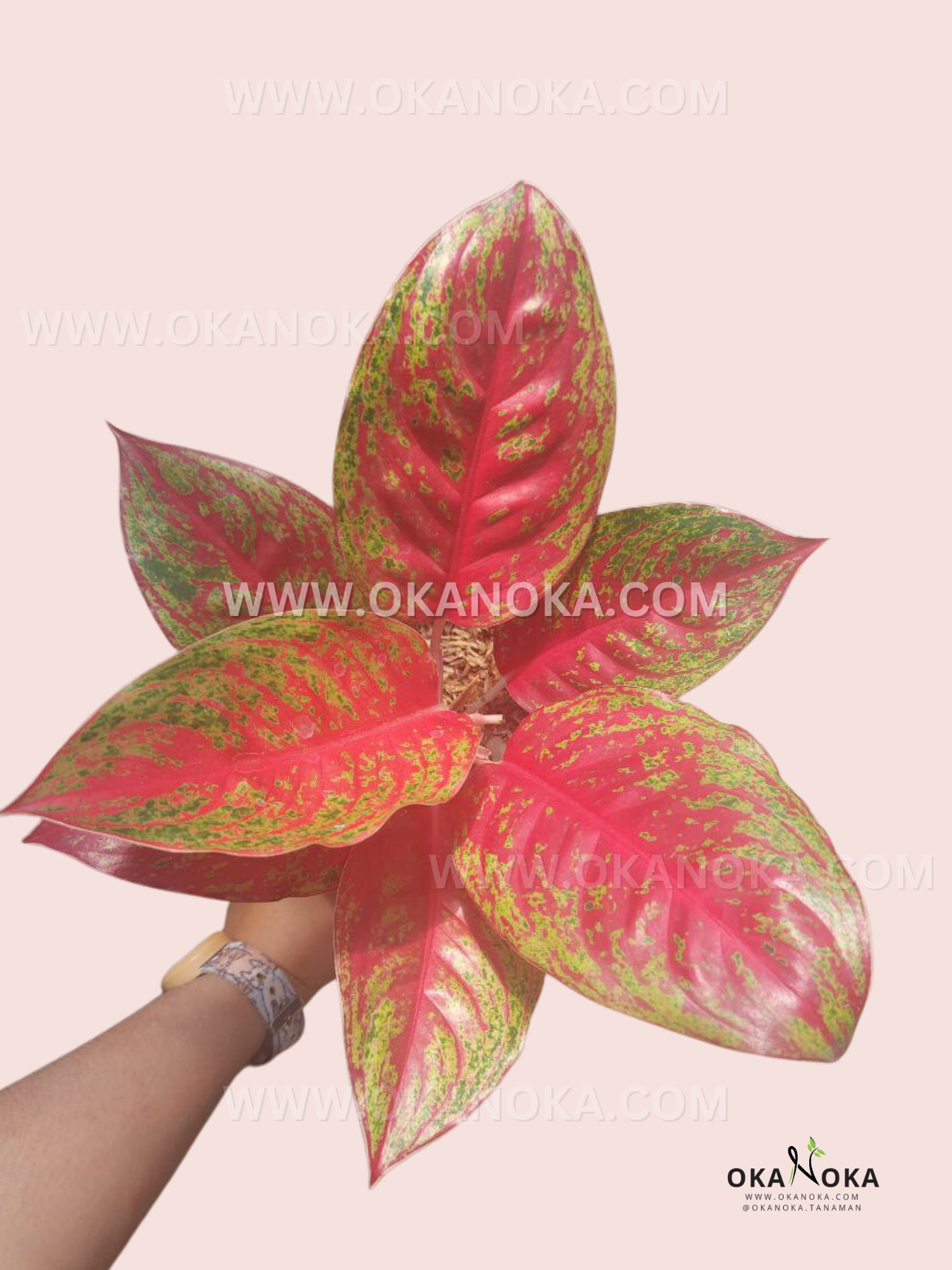 Aglaonema Red Regency – Okanoka