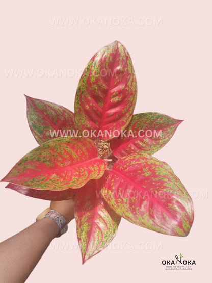 Aglaonema Red Regency