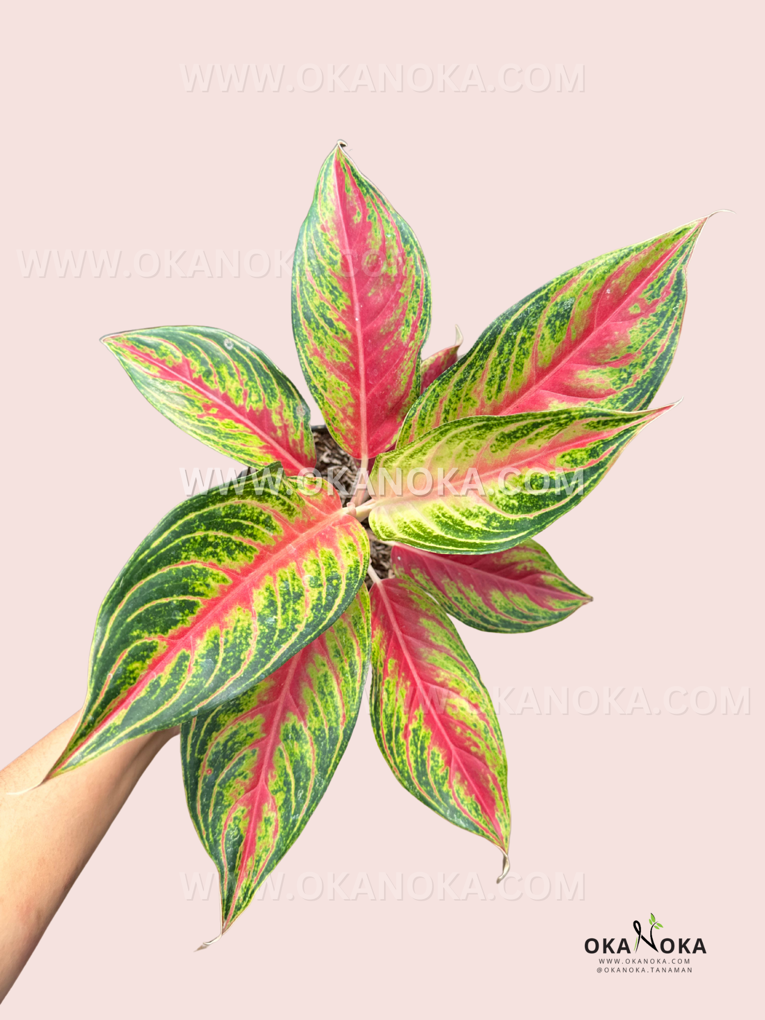 aglaonema exotic Aglaonema Red Sunset – Okanoka