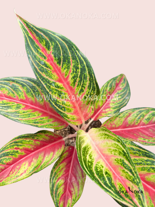  A close-up view of Aglaonema Red Exotic’s lush foliage, featuring a vibrant mix of green, red, and yellow hues with a striking central vein pattern.