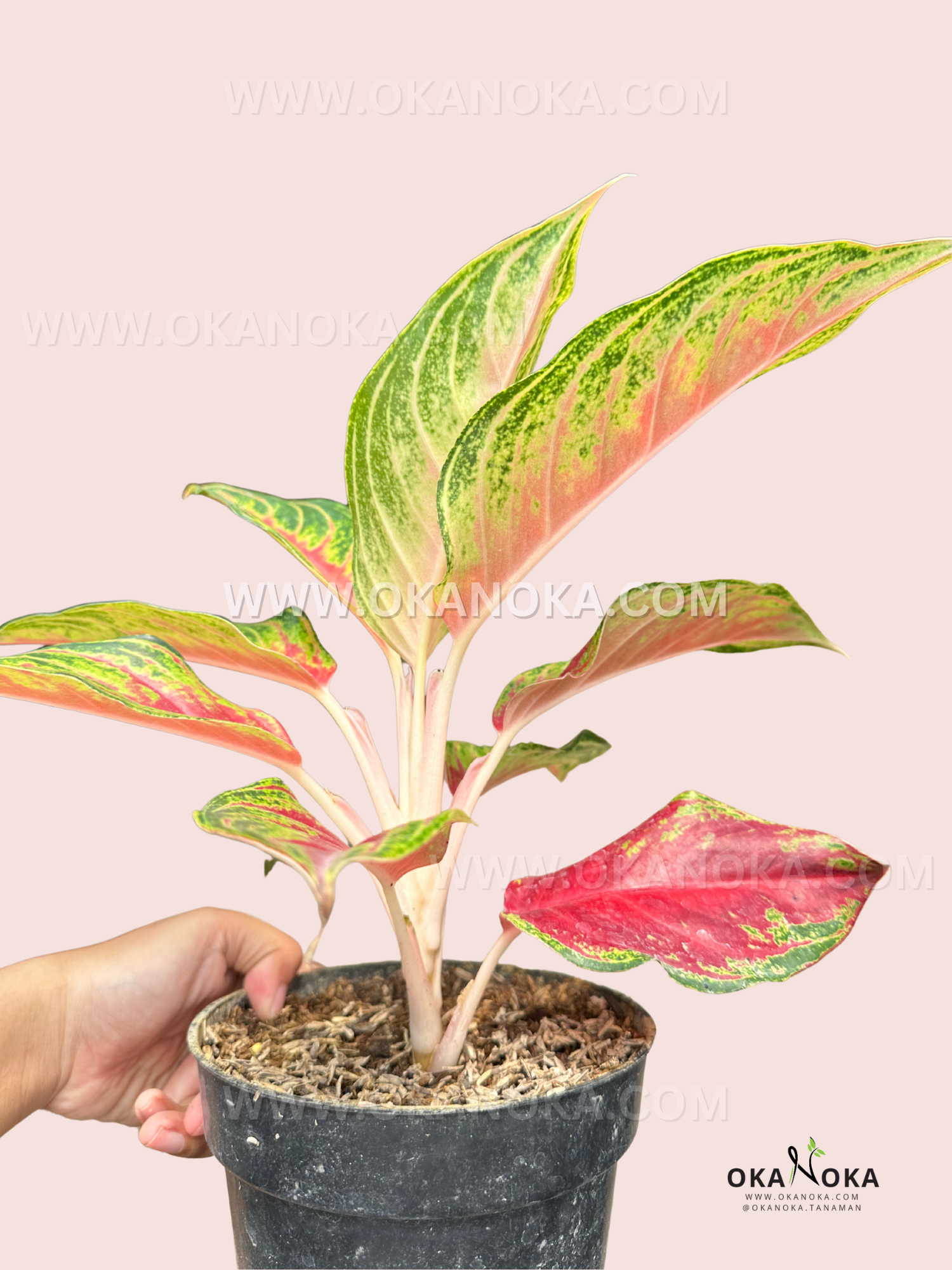 aglaonema red ndot Aglaonema Red Sunset