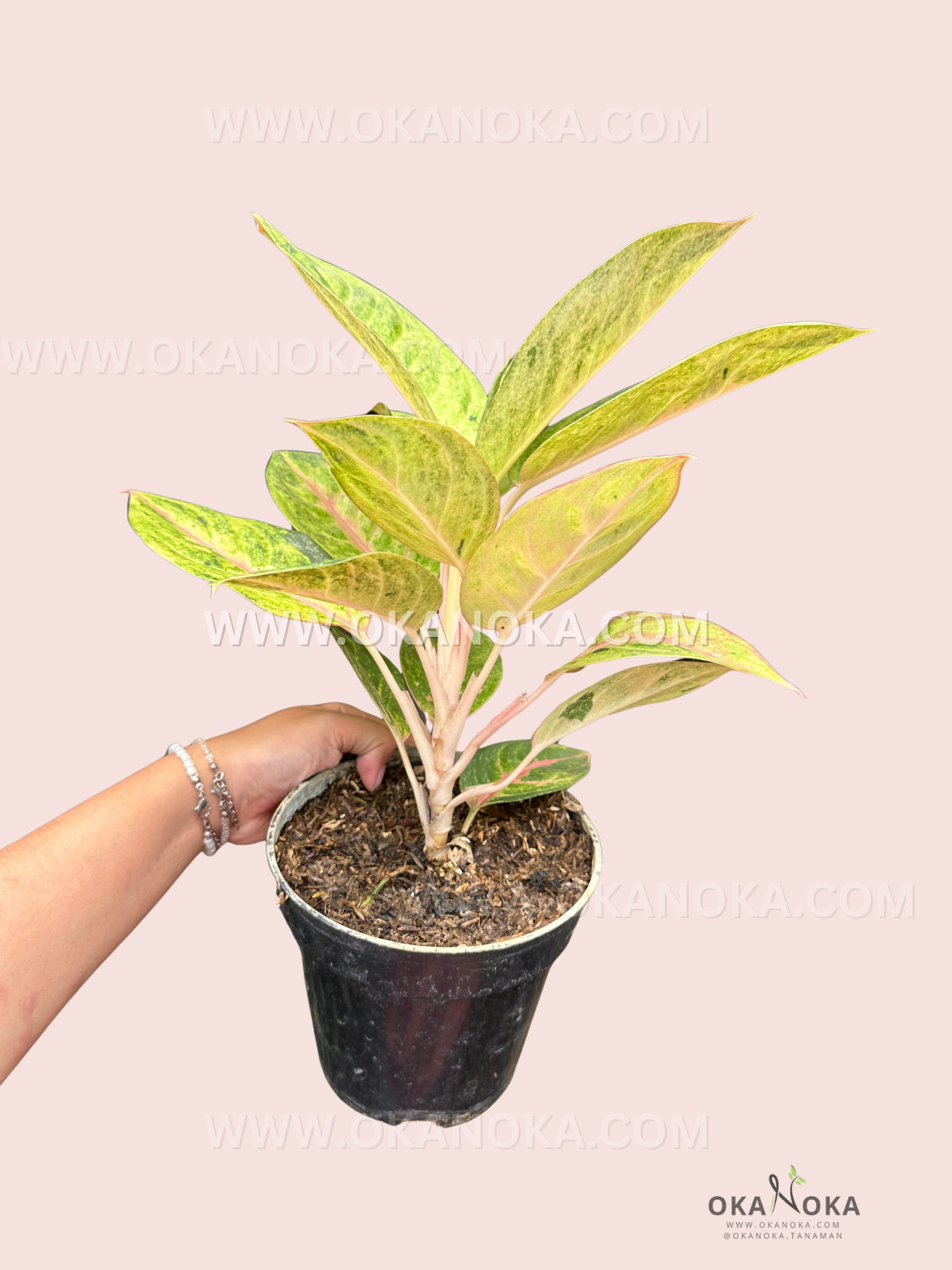 Side view of potted Aglaonema Rengganis in black pot with visible soil.