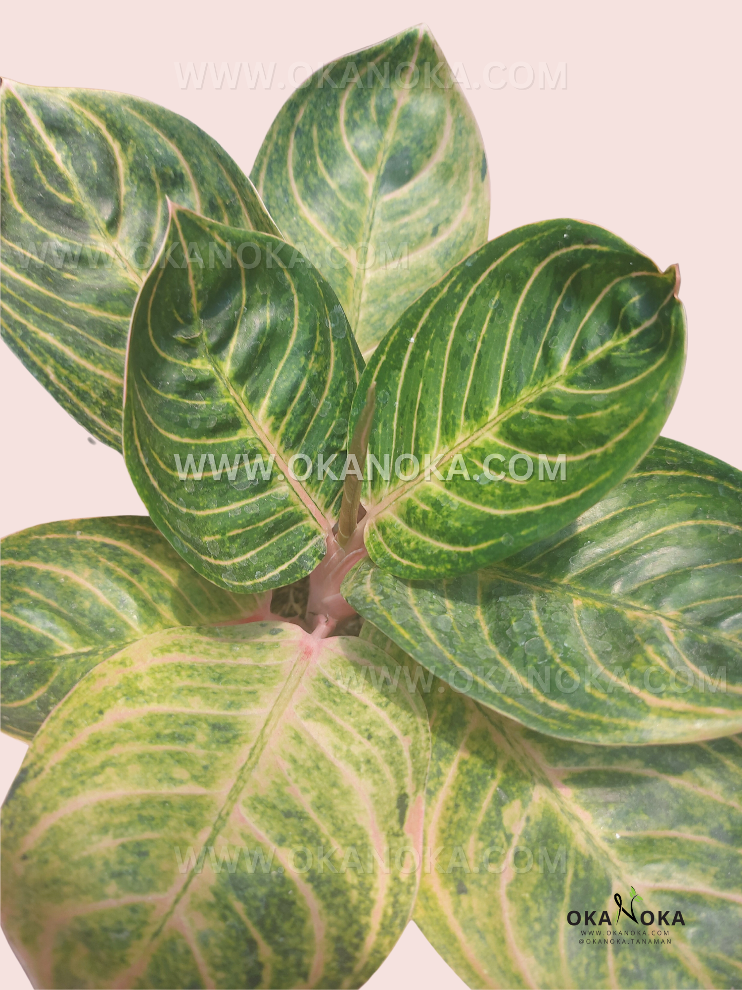 aglaonema georgi's ruby Aglaonema Rinjani – Okanoka