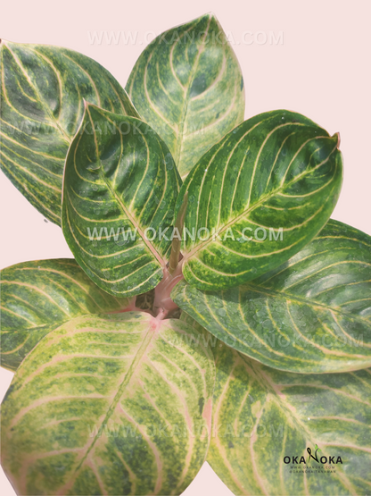 Aglaonema Rinjani