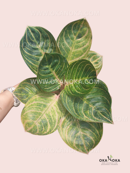 Aglaonema Rinjani