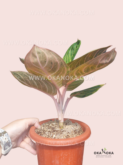 Aglaonema Rinjani