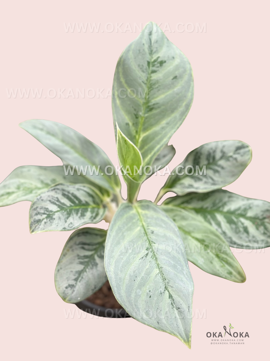 Aglaonema Silver Curly live plant with glossy silver and green curled tropical foliage.