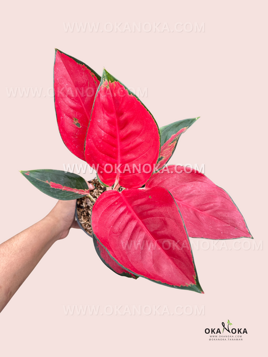 A top-down view of Aglaonema Suksom, highlighting its symmetrical leaf arrangement and deep red tones that contrast beautifully with its green borders.
