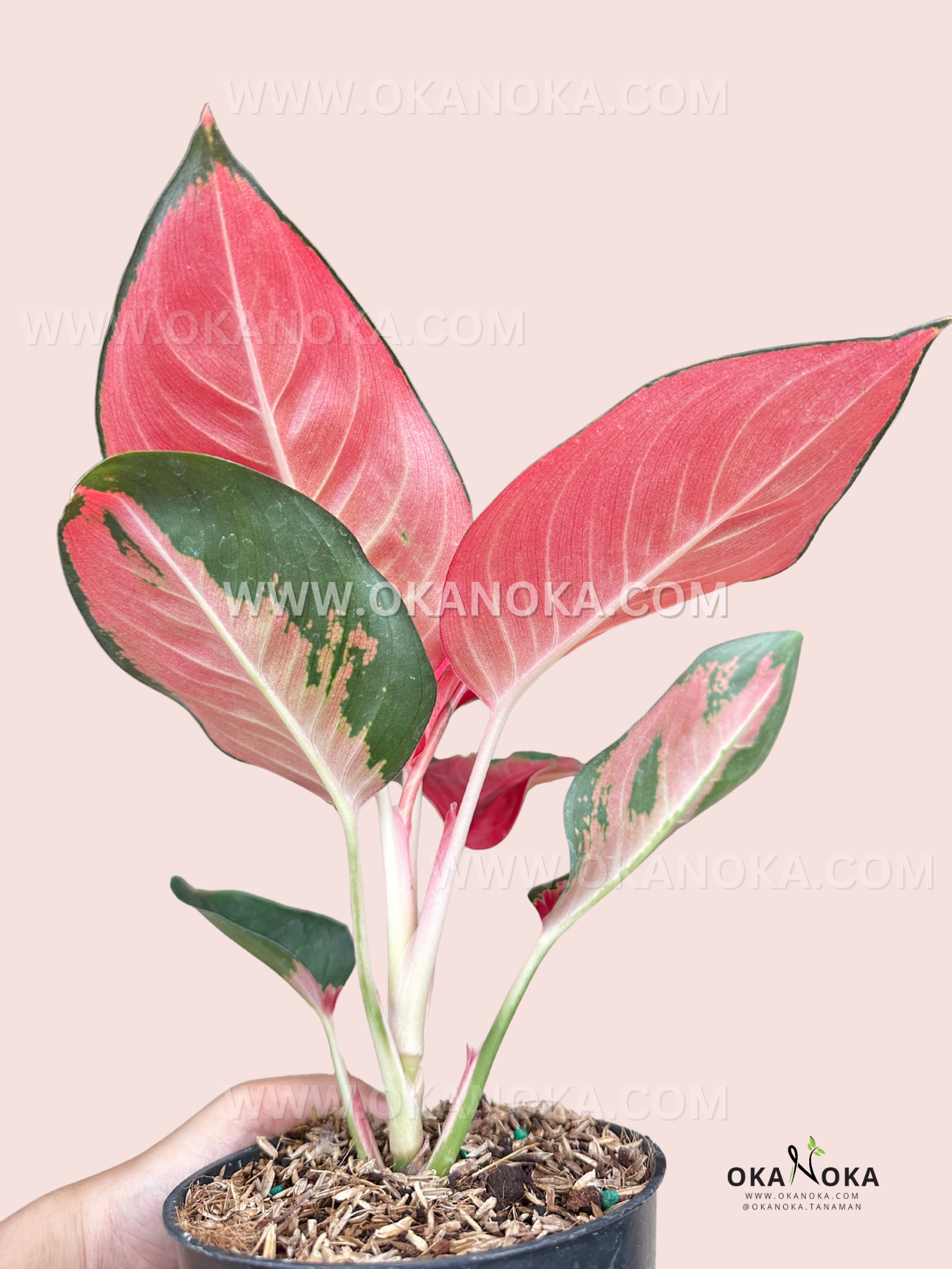 aglaonema suksom red Aglaonema Suksom – Okanoka