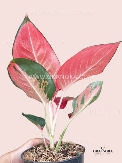 suksom aglaonema Aglaonema Suksom – Okanoka