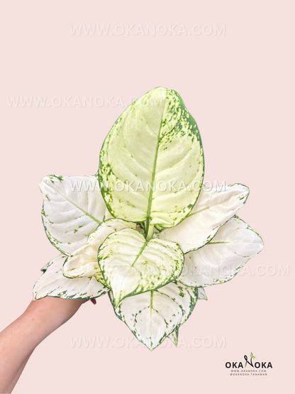 aglaonema super white Aglaonema Super White