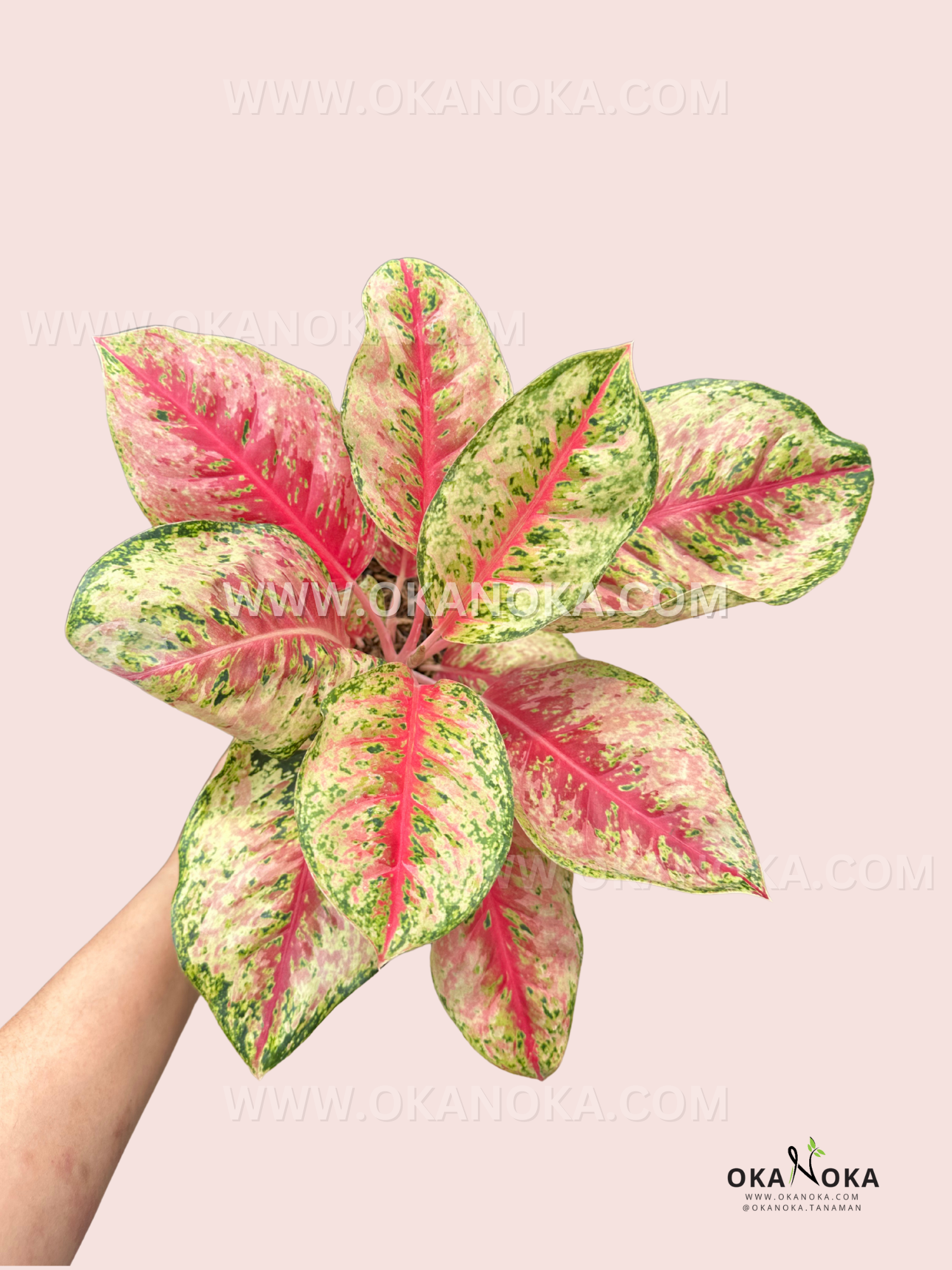 tipos de aglaonema Aglaonema Dulce Sueño