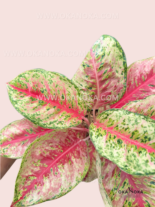 A close-up of Aglaonema Sweet Dream’s lush foliage, showcasing its vibrant blend of pink, green, and cream tones in a striking marbled pattern.