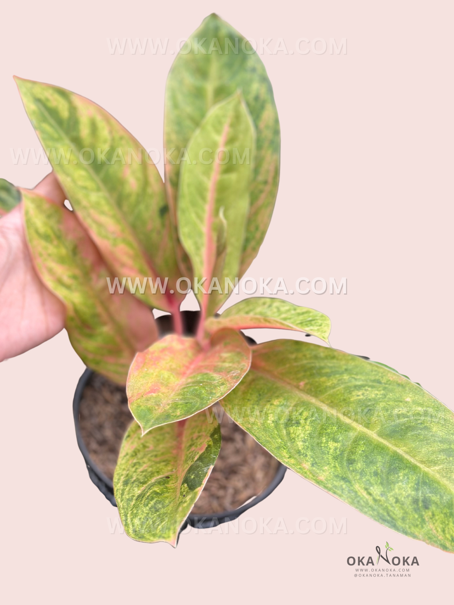 Aglaonema Tembaga Greg live plant with glossy copper, bronze, and green tropical foliage.
