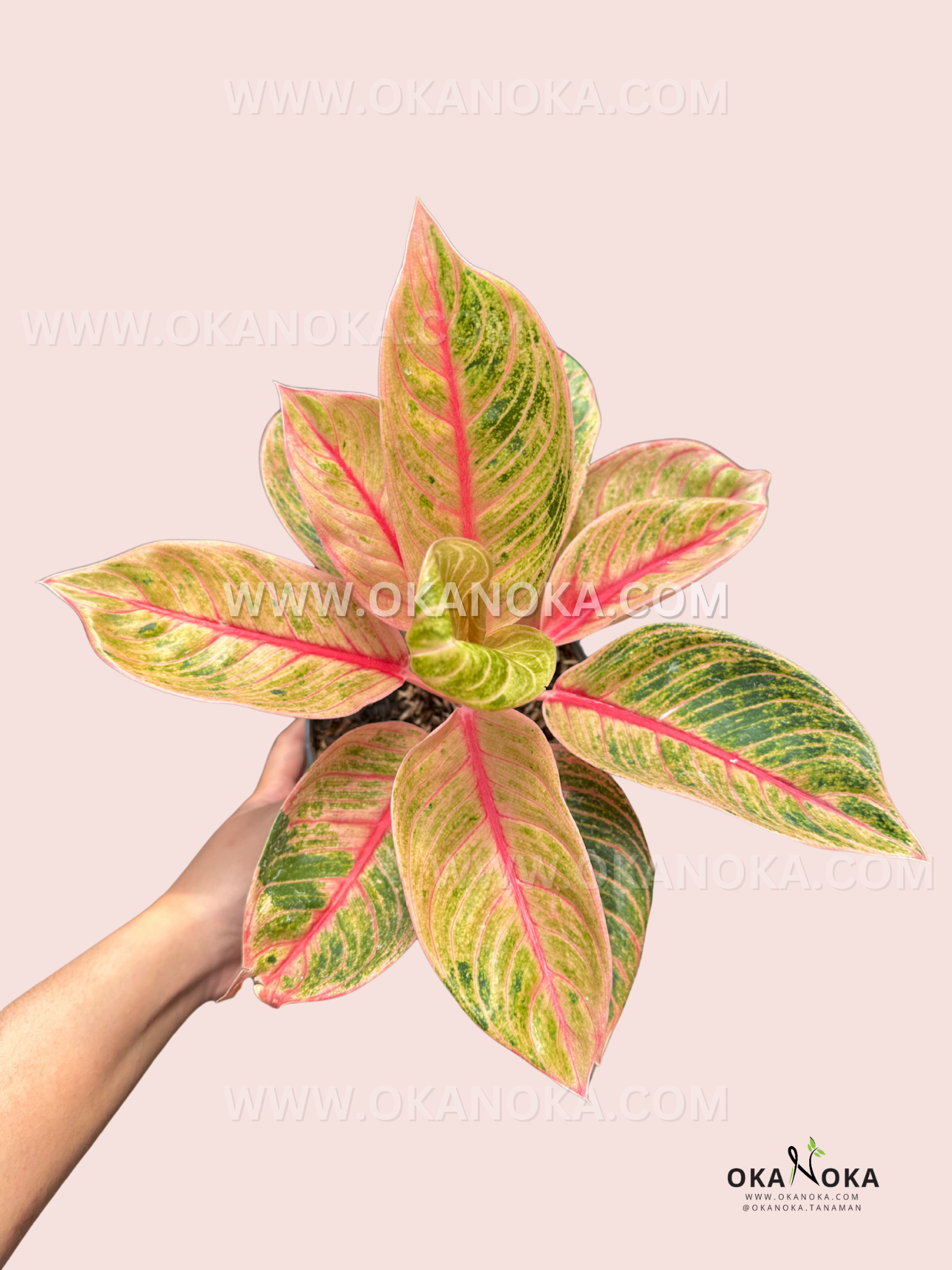 aglaonema golden love Aglaonema Veronica Golden – Okanoka