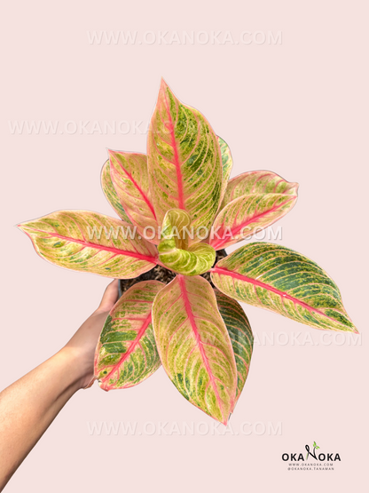 aglaonema golden love Aglaonema Veronica Golden – Okanoka