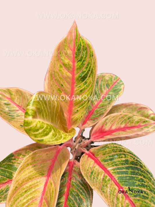 Close-up of Aglaonema Veronica Golden, showcasing its striking golden-green foliage with bold pink veins and a smooth, glossy texture.