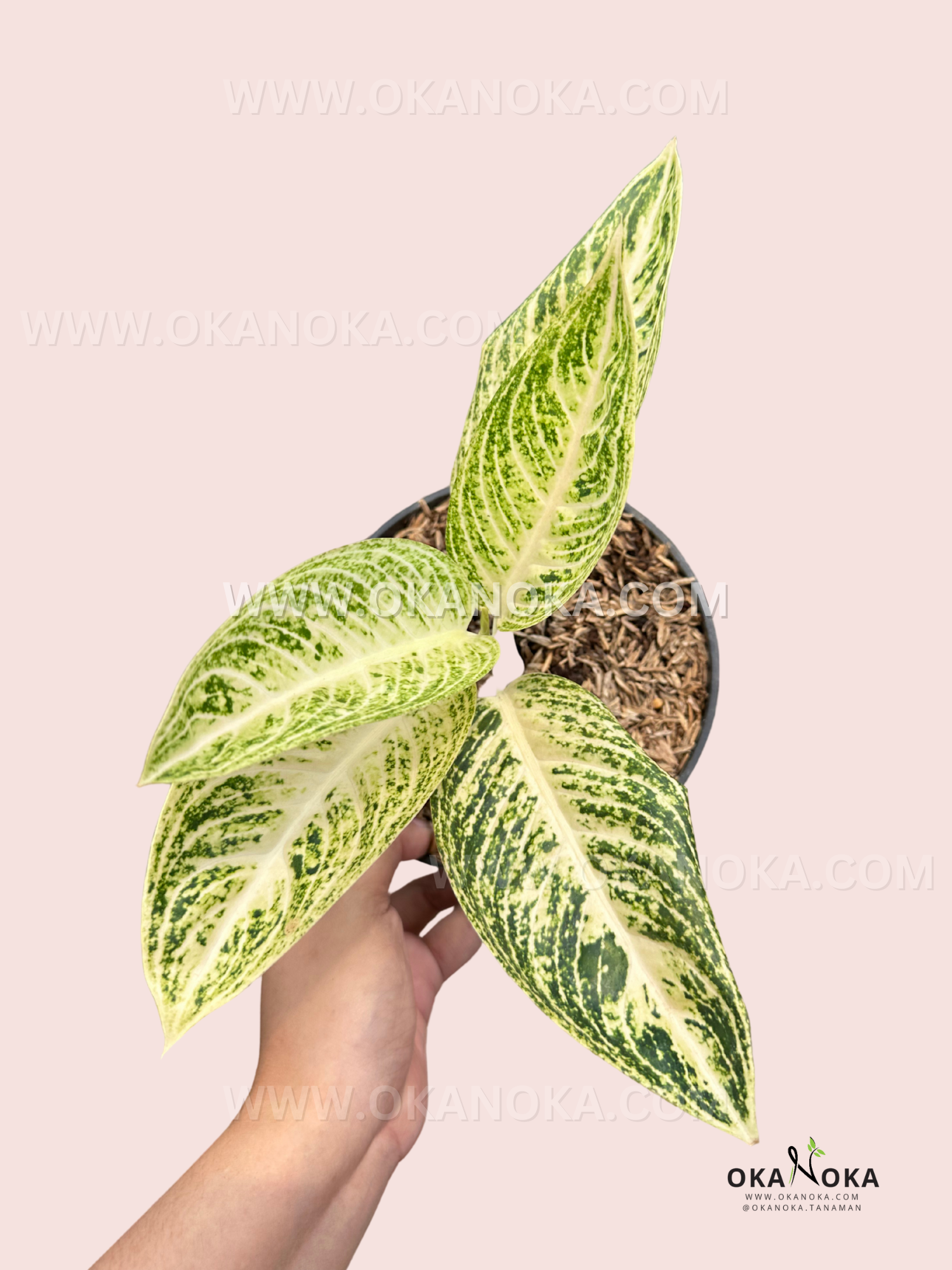 aglaonema commutatum legacy Aglaonema White Legacy