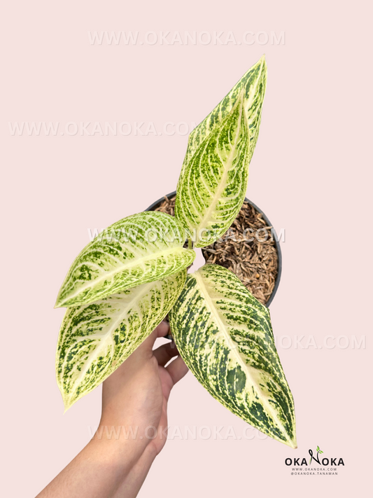 A top-down view of Aglaonema White Legacy, showcasing its symmetrical leaf arrangement and elegant color contrast.